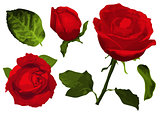 Set of red rose flower, bud and leaves