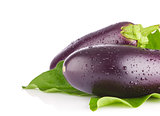 Fresh juicy organic eggplants with green leaves.