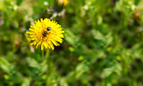 Spring dandelion with bee