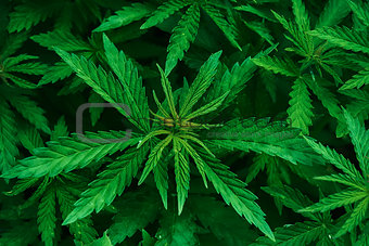 Cannabis marijuana leaf closeup background