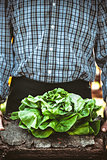 Farmer with lettuce