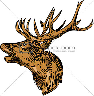 Red Deer Stag Head Roaring Drawing