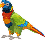 Lory Parrot