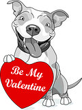 Valentine Pit Bull with Heart