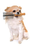 chihuahua and comb