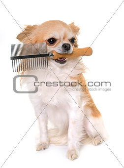 chihuahua and comb