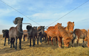 Icelandic horses feeding