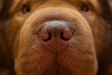 Muzzle of red dog and big nose
