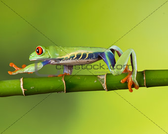 Red eye tree frog stretching!