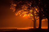 Beautiful trees at night with orange light
