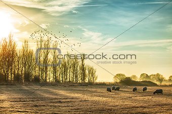 Sheep in a rural sunrise landscape