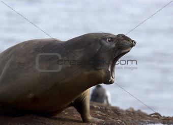 Screaming sea lion