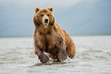 She-bear fishing in Kamchatka, Russia