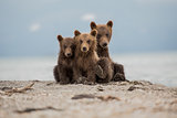 Three sweet cubs of bear