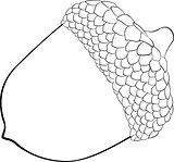 vector sketch illustration acorn
