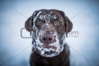 Brown Labrador Retriever looking funny with snow all over her fa
