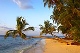 FANTASTIC SUNSET BEACH WITH PALM TREES