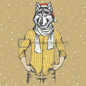 Husky vector illustration