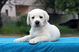a little cute labrador puppy on a blue background