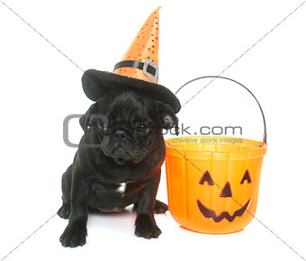 puppy black pug and halloween
