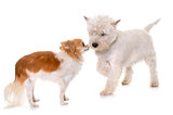puppy west highland white terrier and chihuahua