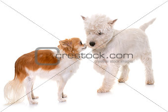 puppy west highland white terrier and chihuahua