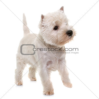 puppy west highland white terrier