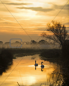 Swans and Pevensey Levels Dawn