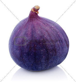 One Fig fruit on white