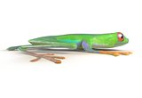 red eyed tree frog from tropical rainforest of Costa Rica isolated on white. Side view. Agalychnis callidrias. 3d illustration