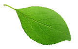 Green plum leaf on white