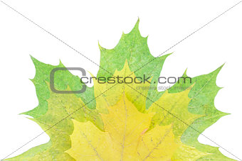 Colorful autumn maple leaf isolated on white background