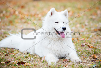 Young samoyed dog in autumn park