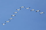 Migrating Snow Geese Flying in V Formation