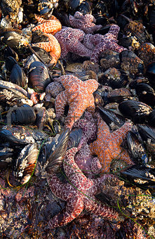 Seafood Bounty During Low Tide