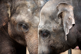 Heads of Asian elephants