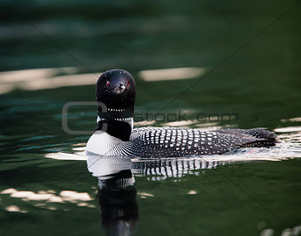 Common Loon Swimming with Reflection (Gavia immer)
