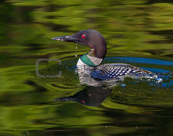 Common Loon with water drip (Gavia immer)