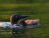 Loon Chick Begging for Food