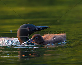 Loon Chick Begging for Food