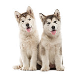 Alaskan Malamute puppies sitting and panting isolated on white