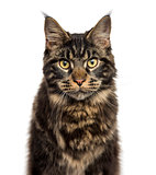 Close-up of a Maine Coon isolated on white