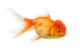 Side view of a Lion's head goldfish isolated on white