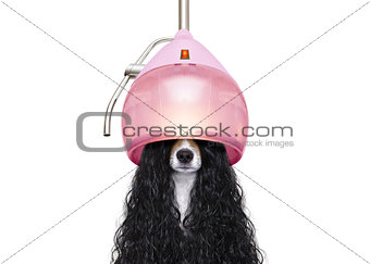 dog drying hair at hairdressers