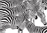 Set of zebra on a white background