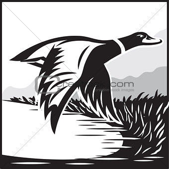 Monochrome illustration with flying wild duck over the water