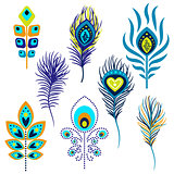 Peacock feathers vector illustration clipart.