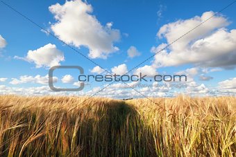 wheat field and blue sky with birds