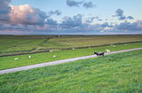 sheep on pasture at Wadden sea coast
