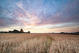 wheat field during summer sunrise